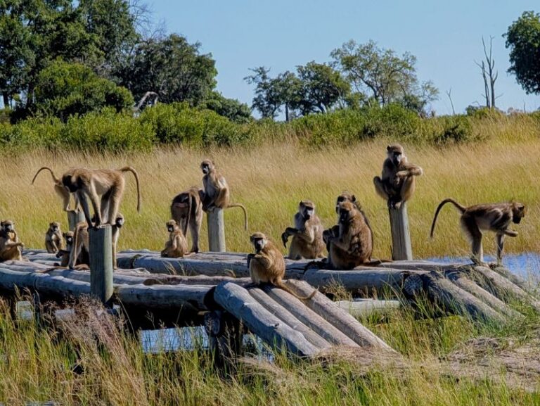 botswana5