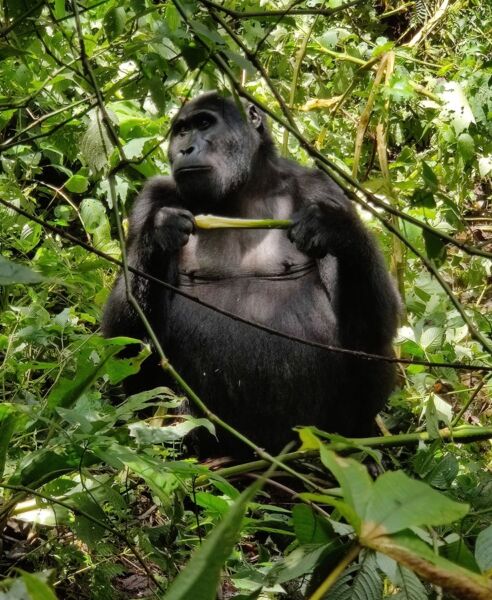 BWINDI FOREST, UGANDA