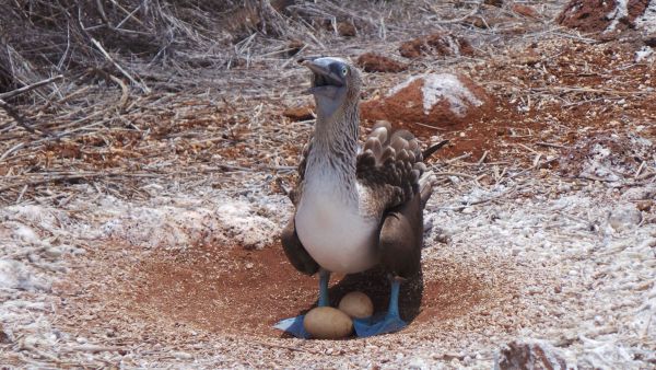 BLUE-FOOTED BOOBY BIRD; GALAPAGOS ISLANDS