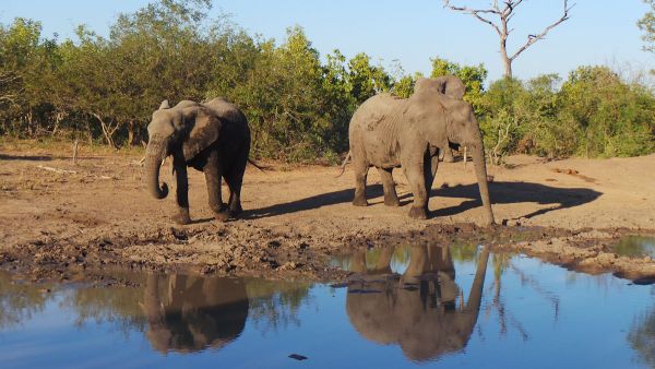 ELEPHANTS REFLECT; KRUGER NATL PARK, SOUTH AFRICA