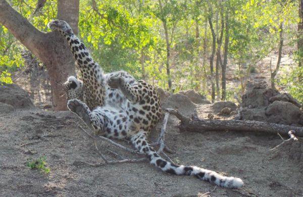 LEOPARD STRETCHING; LONDOLOZI RESERVE, SOUTH AFRICA